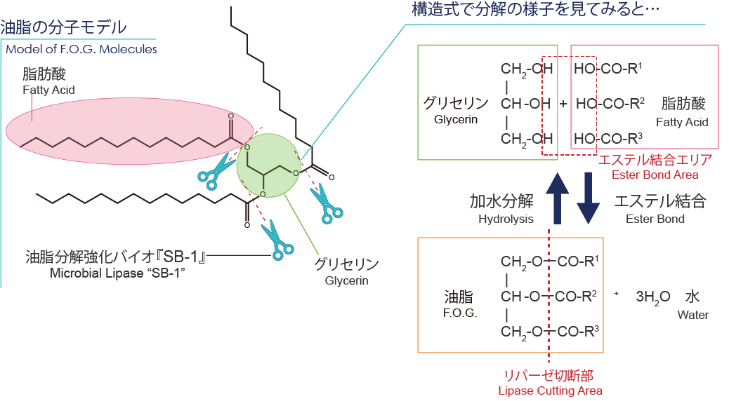 油脂分解強化バイオ『SB-1』