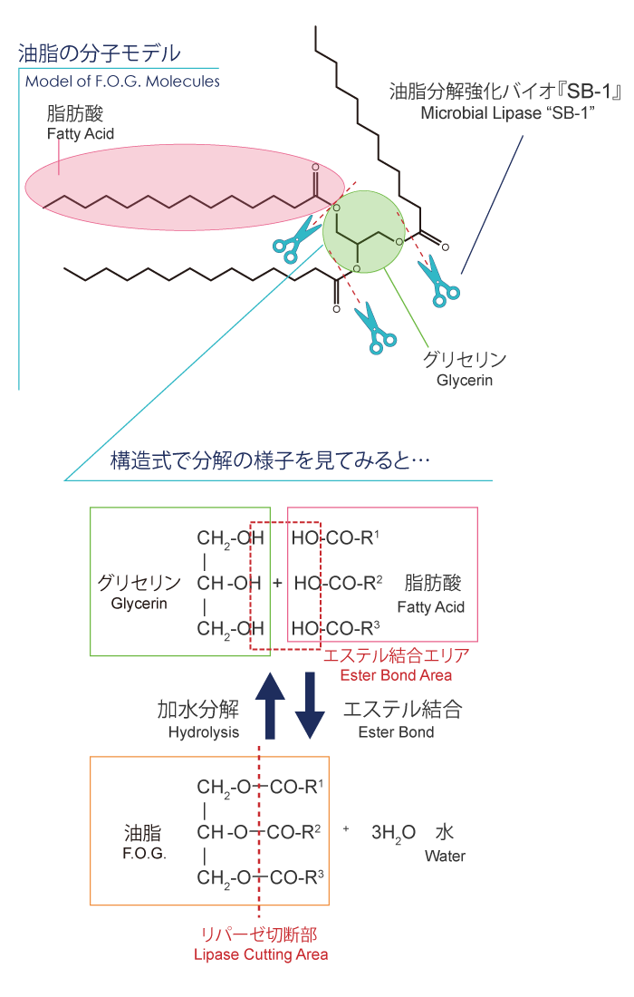 油脂分解強化バイオ『SB-1』